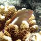 90- Poisson-faucon a tempes annelees 